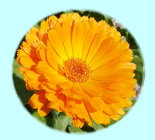 Calendula
